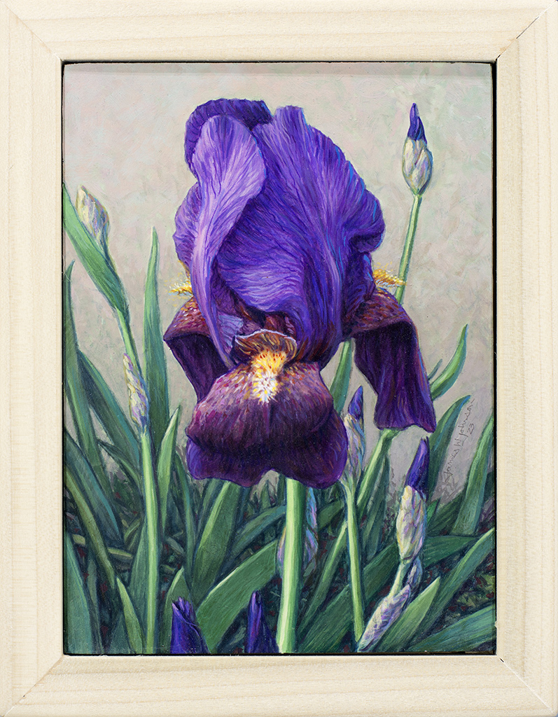 Iris Bloom